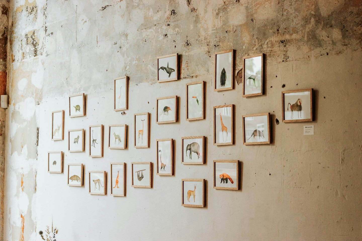 Framed animal illustrations arranged on a textured concrete wall.