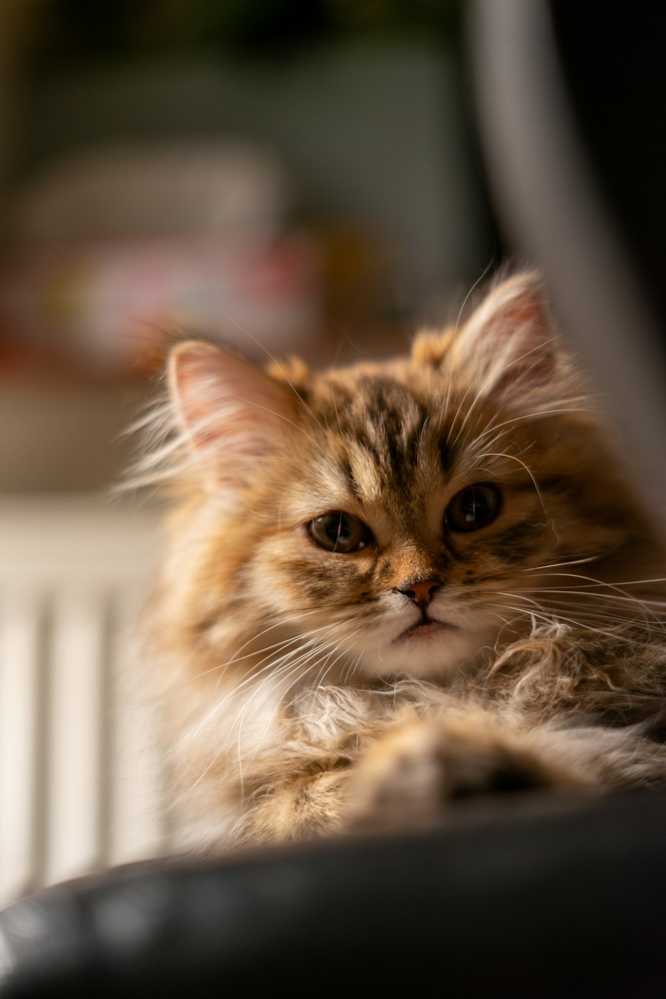 Fluffy long-haired tabby kitten looking forward with intense eyes.