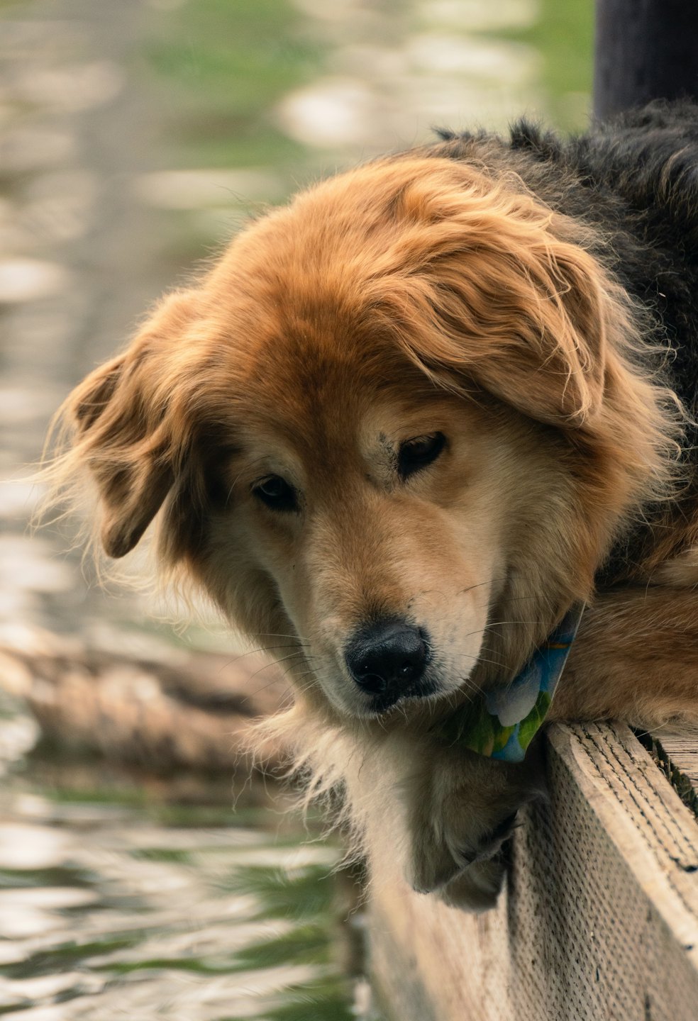 A fluffy dog wearing a patterned bandana rests on wood.