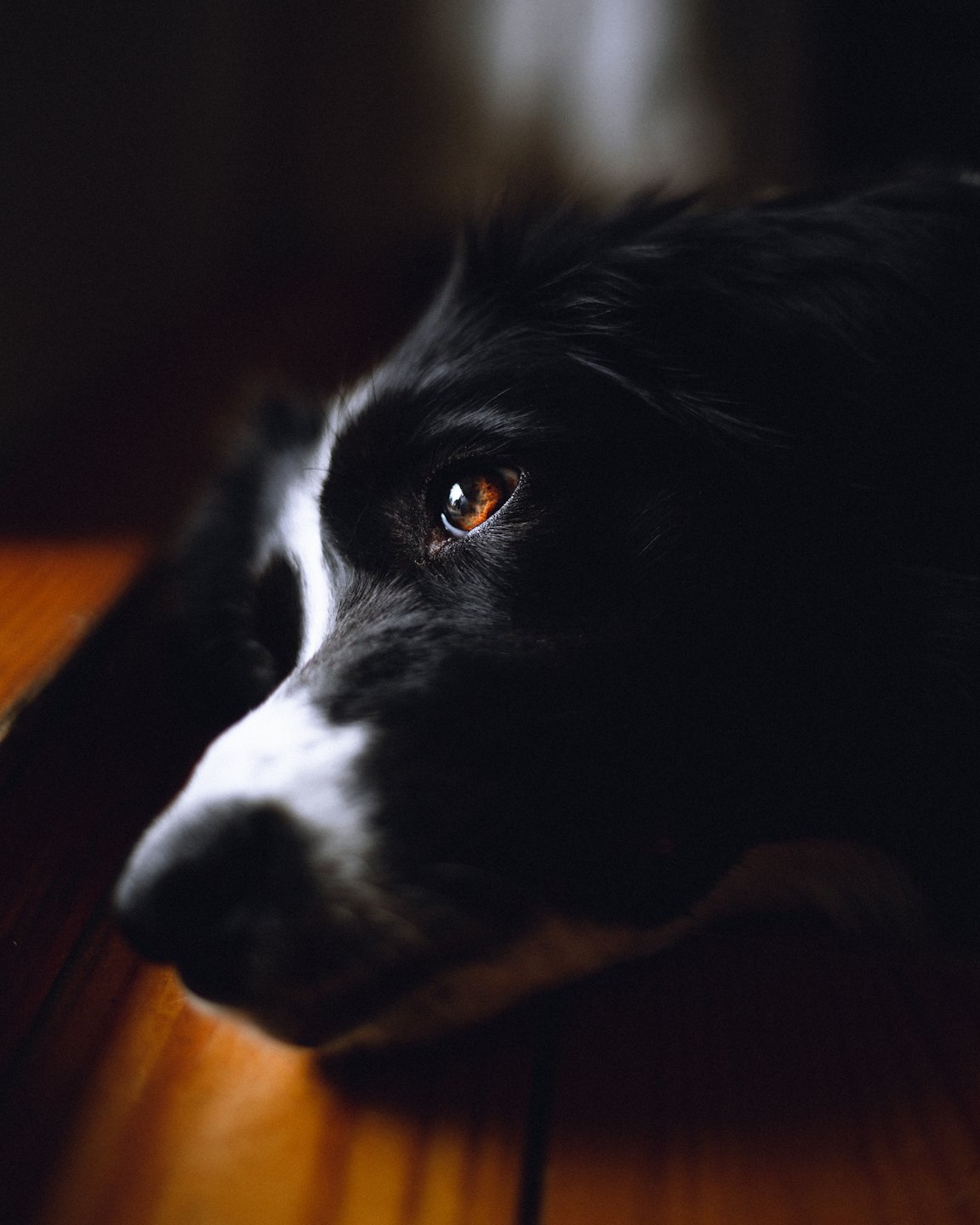 Black and white dog resting on a wooden floor.